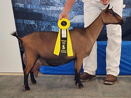 CH CUAtLilRedBarn Shy Anne