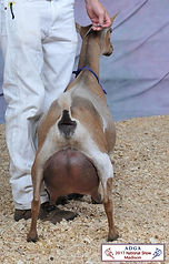 SGCH CUatLilRedBarn Gwen Quinn 4*M/4*D VEEE91