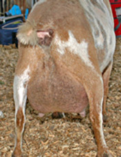 SG Fairlea Clio 2*D VEEV90 E