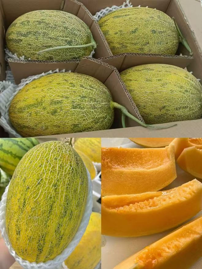 Xinjiang "No.86 King" Supersized Melon**新疆86王蜜瓜