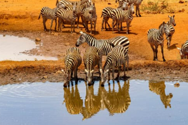 Zebras.png