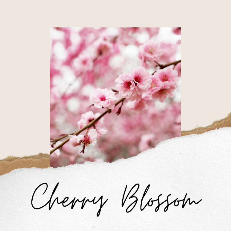 Cherry Blossom 100% Soy16 oz Candle