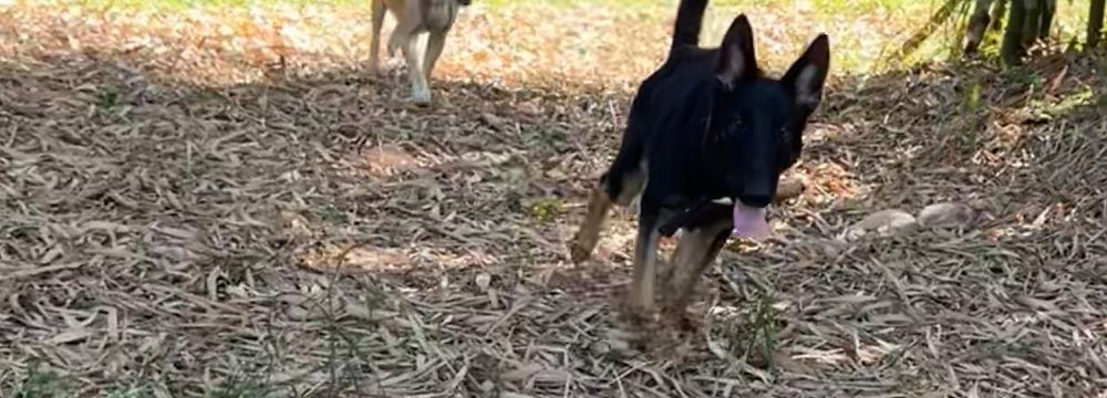Un día lleno de diversión, naturaleza y bienestar para tu perrito.