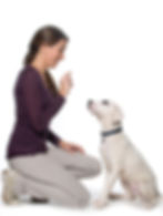 puppy dog training.jpeg