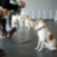dog training in cambridge.png