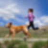 off-leash dog training.jpg