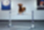 woburn dog training.jpg