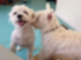 Dogs at dog daycare and doggie daycare.