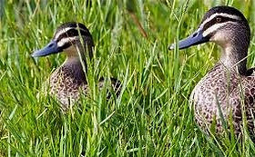 Ducks_edited.jpg