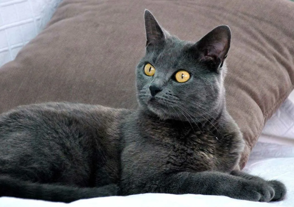 шартрез кошка
