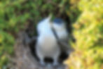 Little penguins cuddling in Australia.jpg