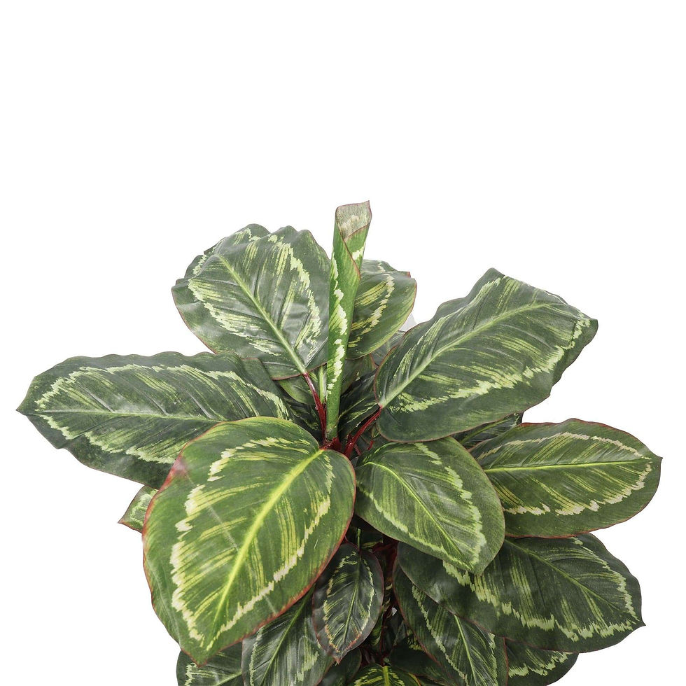 Thumbnail: Artificial Wide Leaf Cordyline Plant 90cm