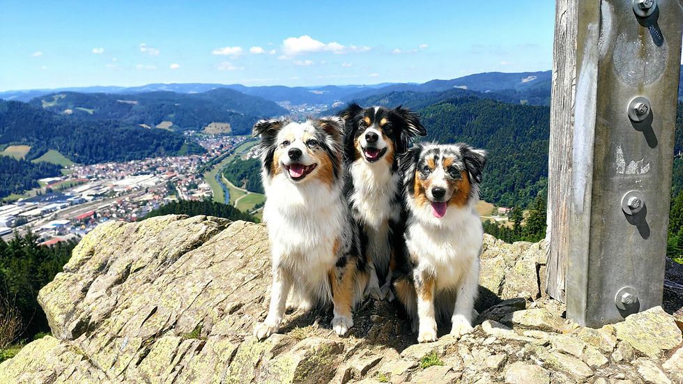 Hundezucht Hündinnen