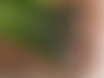 Springtime Delights: The Wild Asparagus Hunt in Istria