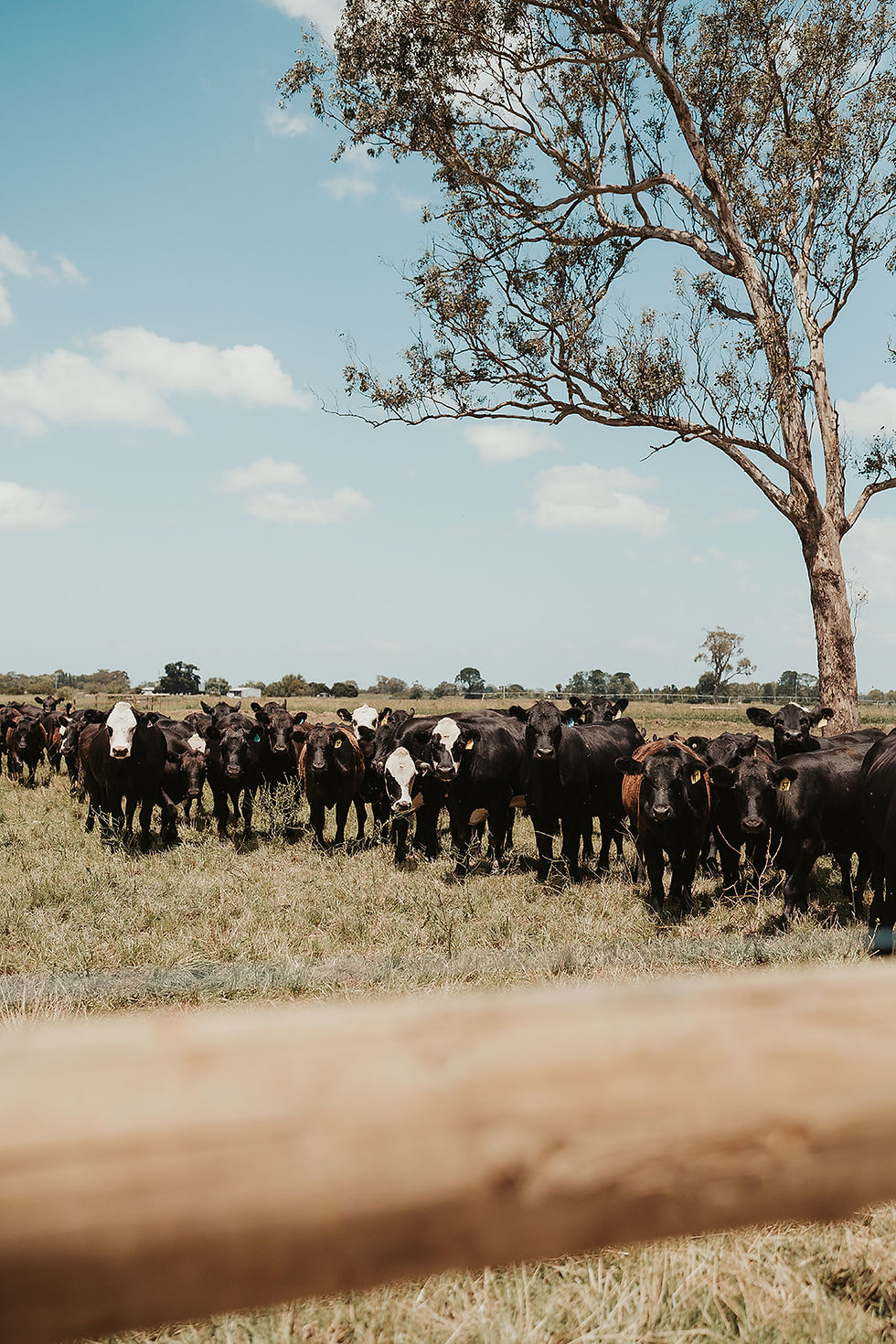 Cattle