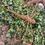 Thumbnail: Willow Dragonfly Workshop Tuesday 23rd September