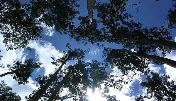 Via Positiva Behavioral Health Consulting