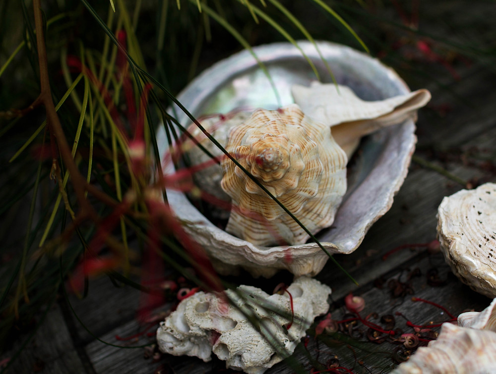 Abalone shell with other sea shells