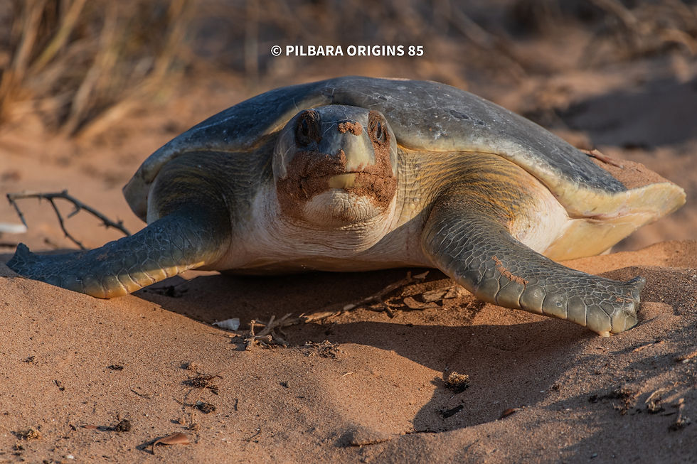 Nesting Flatback Turtle