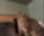 catsss