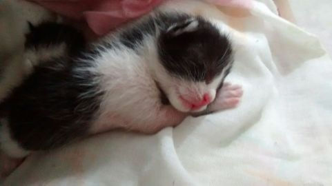 chicória com 2 dias