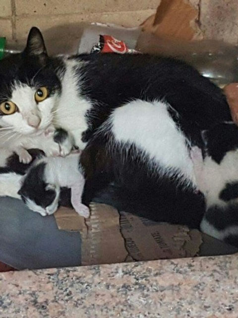 Sálvia na churrasqueira