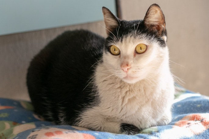 Água: o segredinho da nossa saúde felina 💧🐾