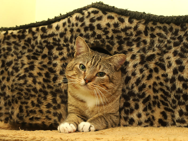 O que fazer pelo seu gato no frio?