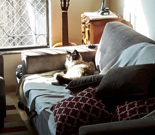 Mufasinha tomando sol