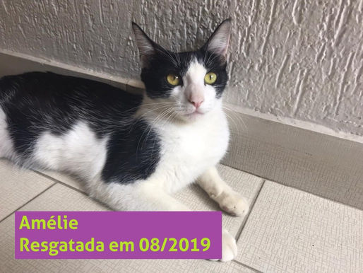 Filhotes adotados… mas e a mamãe?