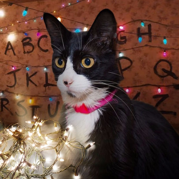 WhatsApp Image 2017-10-30 at 18.51.55