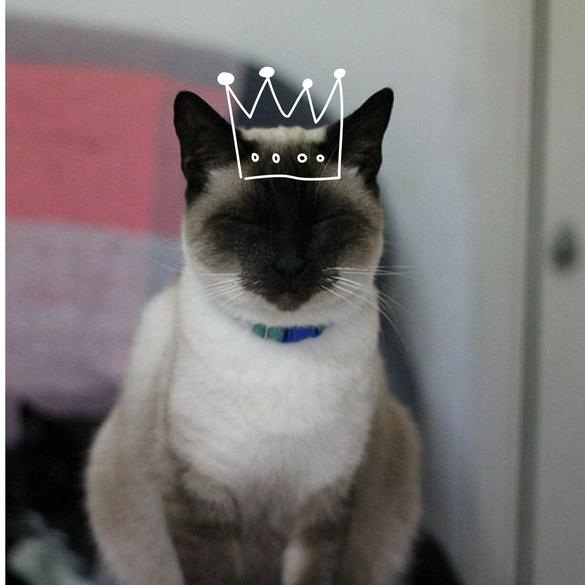 Rei Supremo de Todos os Gatos