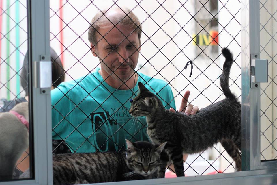 gatinhos na janela durante o afofa