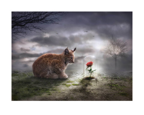 Until the last petal falls