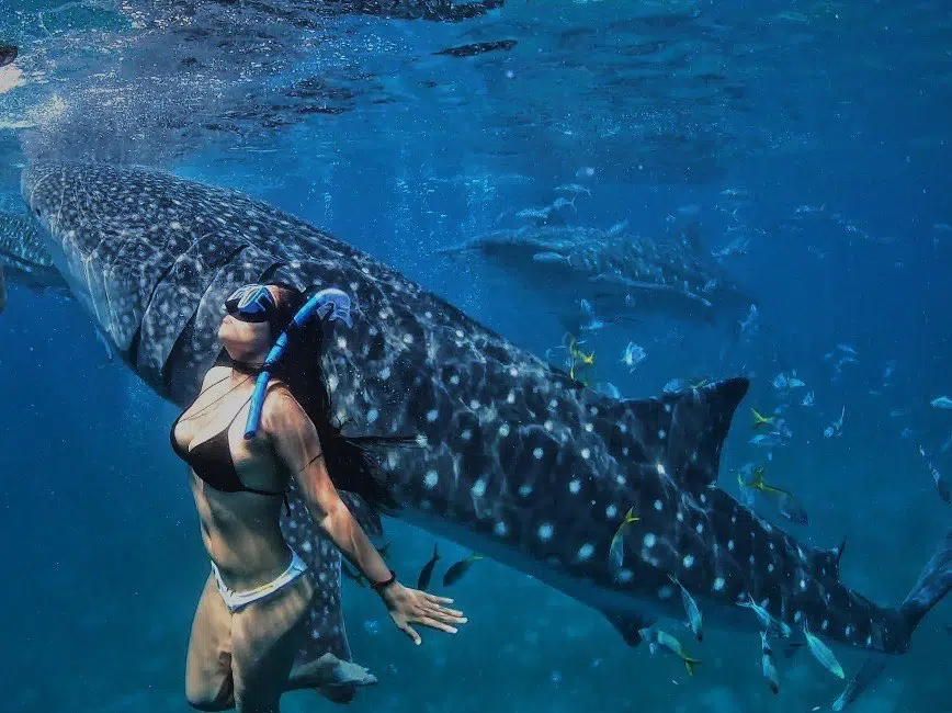 Whale shark watching in Oslob