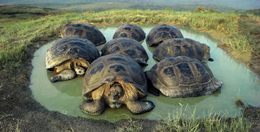 Korytnačí ostrov, Galapágy