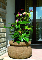 Fontana scolpita