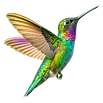 Colibri.png
