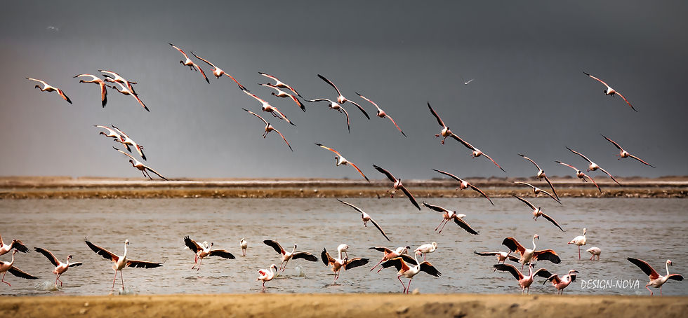 Swakopmund Flamingoes