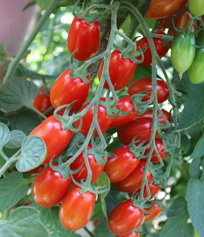 ramillete de tomates cherrys ecológicos