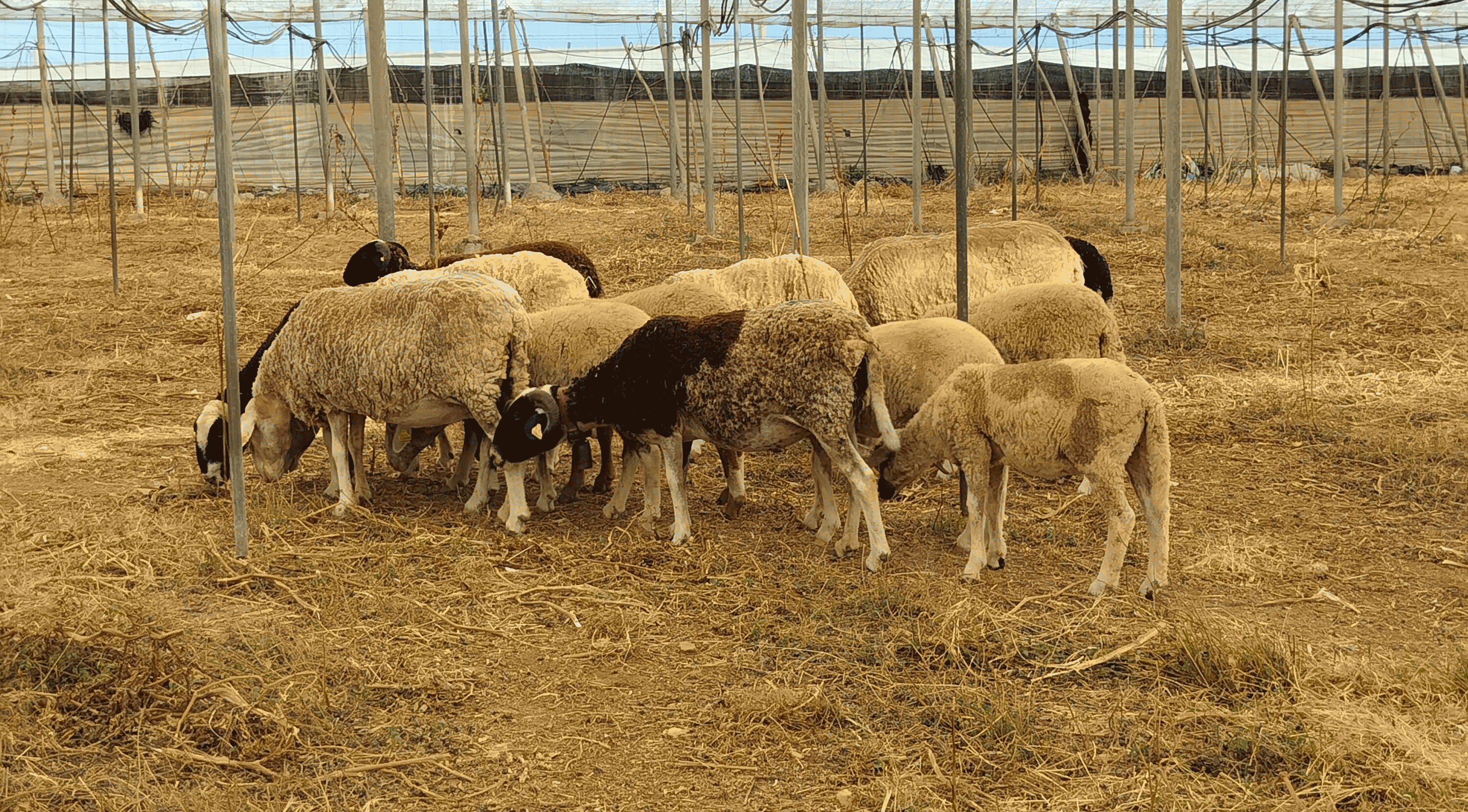 ovejas dentro de del invernadero ecológico de Los Reverdes