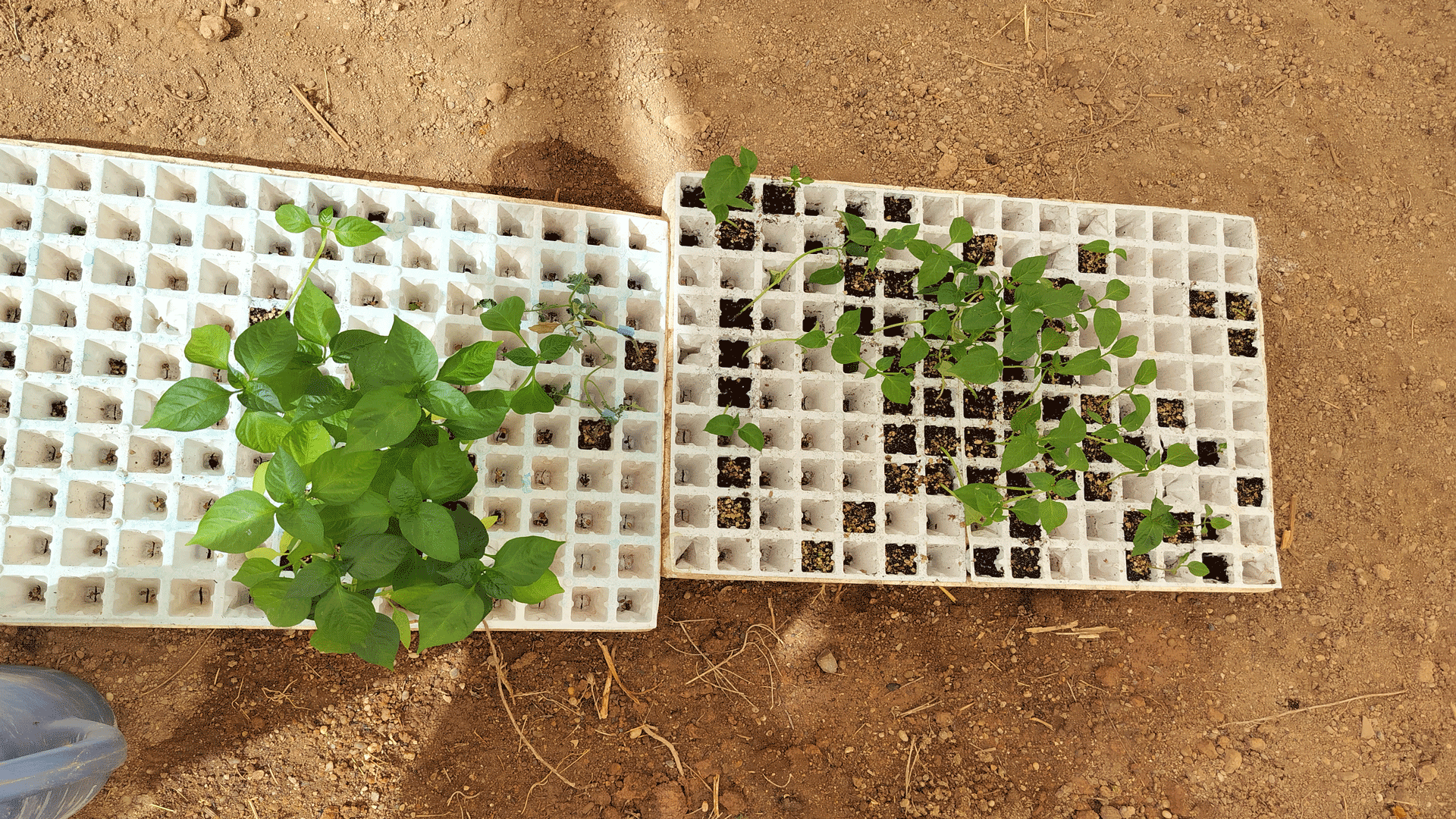 bandejas de pimiento ecológico en el proceso de sembrado