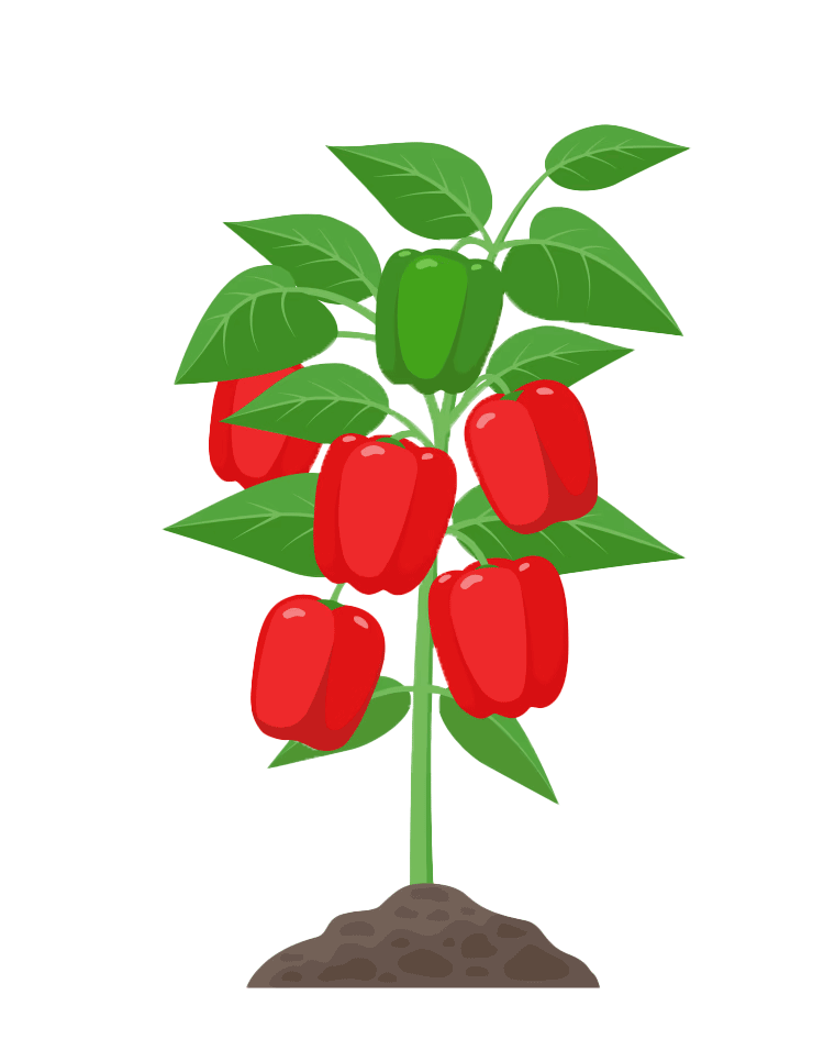 caricatura de una planta con pimientos rojos ecológicos