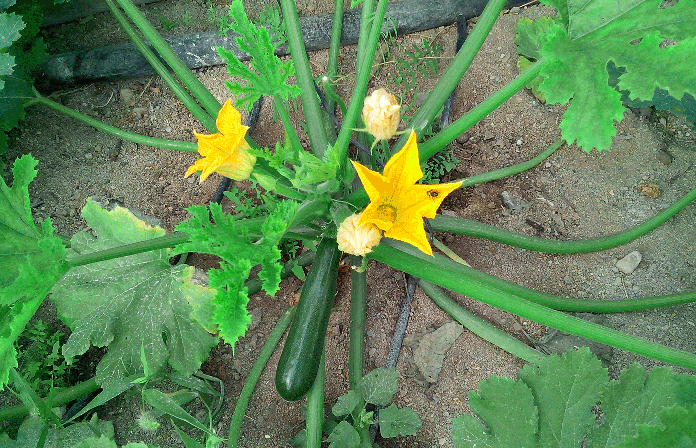 planta de calabacín ecológico ya crecida con flores y fruto