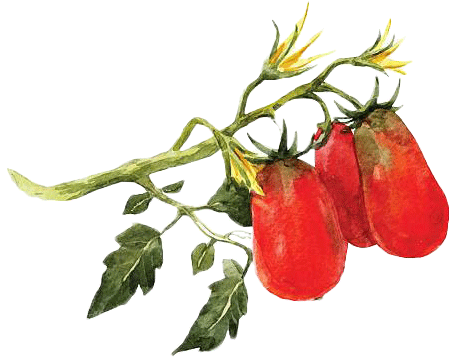 caricatura de un ramillete de tomates cherrys ecológicos