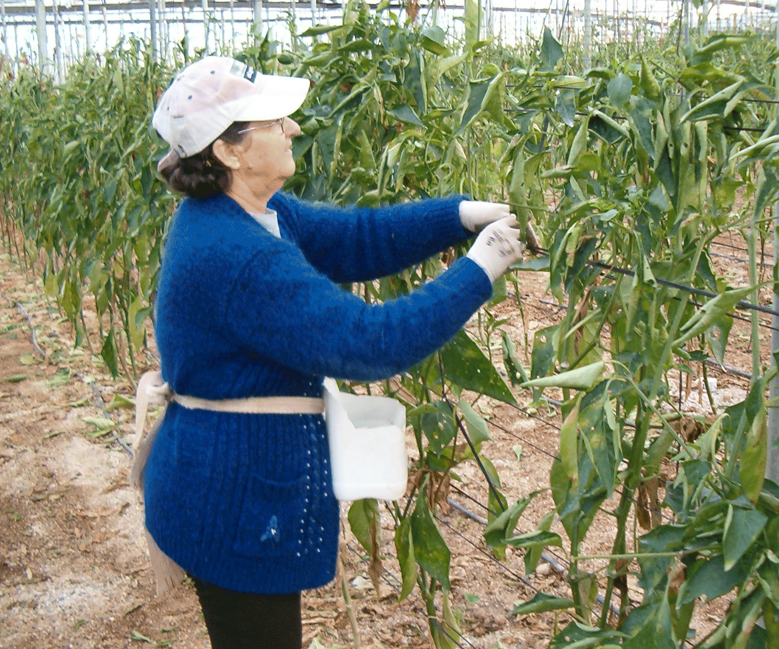 señora liando pimientos ecológicos