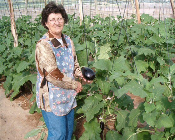 señora recolectando berenjenas ecológicas