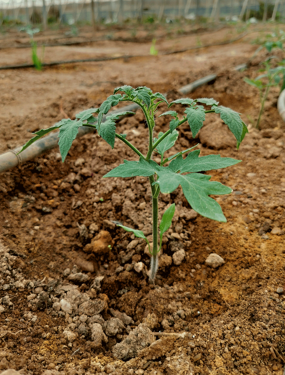 planta de tomate ecológica pera recién sembrada