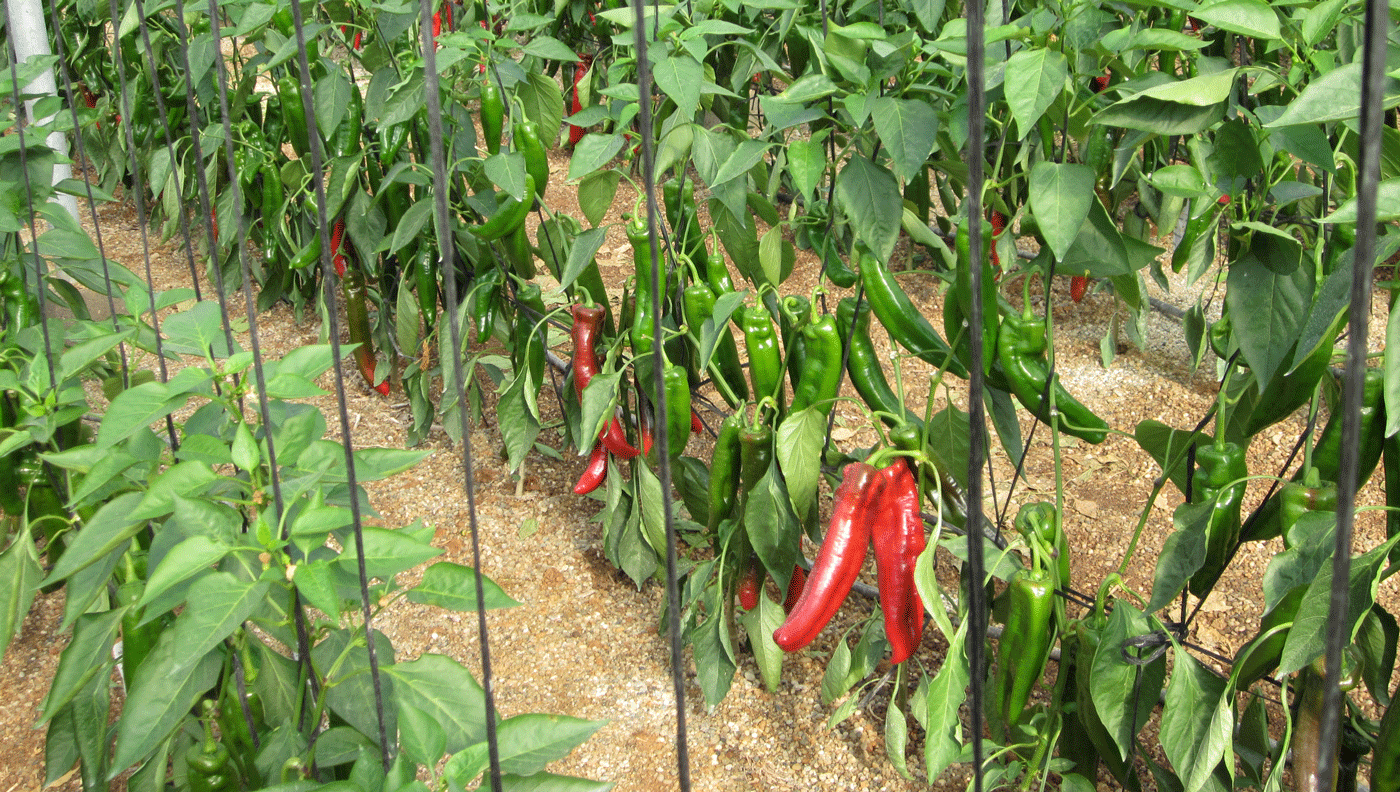 plantas de pimiento rojo ecológico