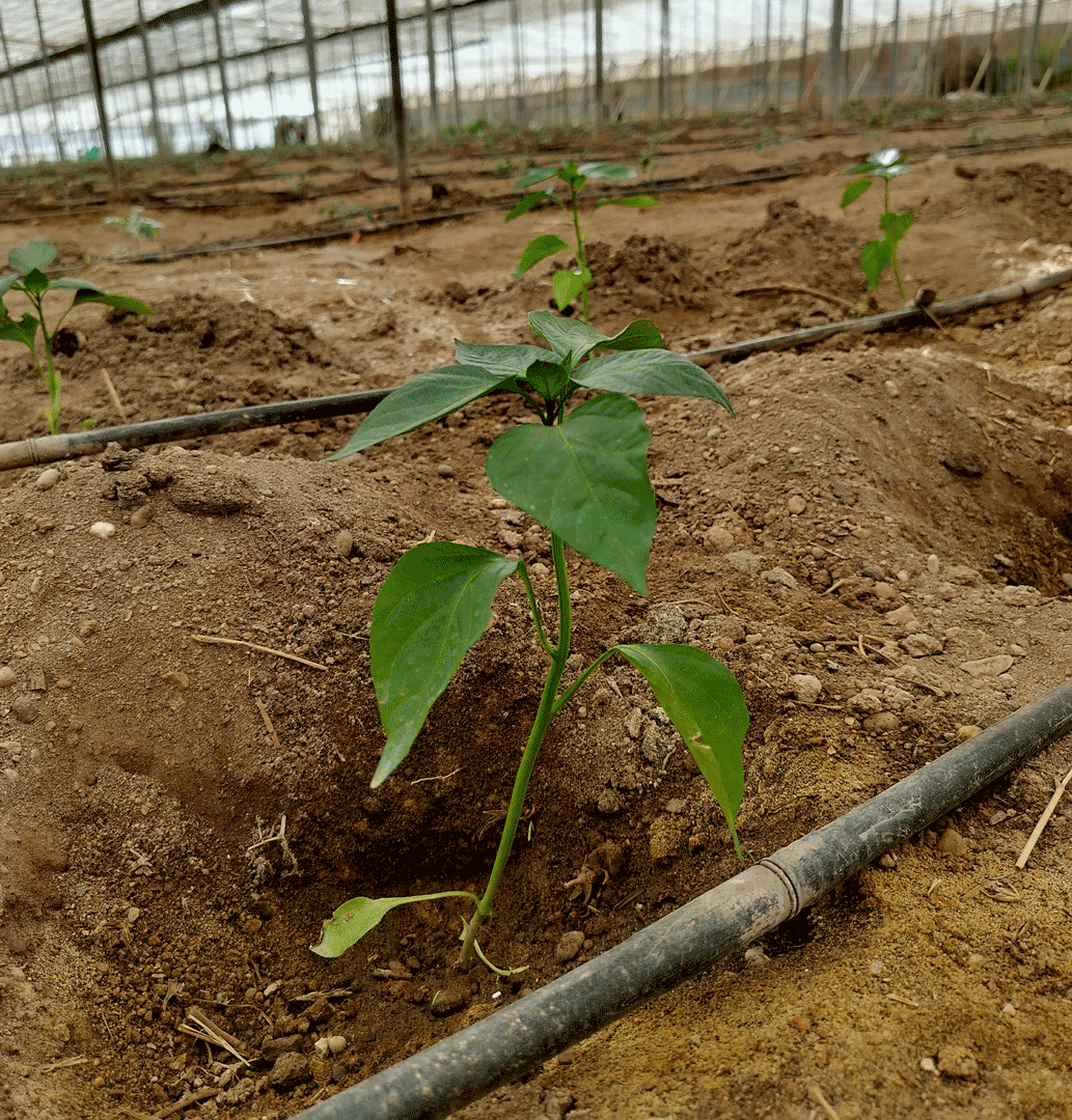 planta de pimiento ecológico recién sembrada